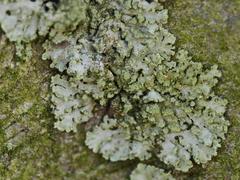 Phaeophyscia orbicularis