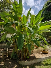 Heliconia
