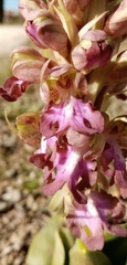 Himantoglossum robertianum