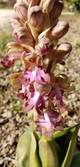 Himantoglossum robertianum