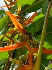 Heliconia