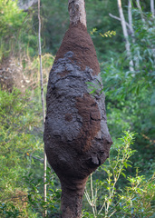 Nasutitermes walkeri