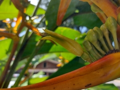 Heliconia