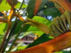 Heliconia