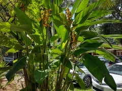 Heliconia