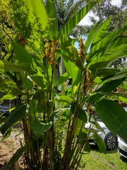 Heliconia