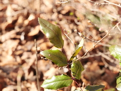 Berberis aquifolium
