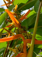 Heliconia