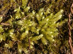 Brachythecium rutabulum