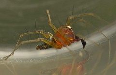 Oxyopes pallidecoloratus