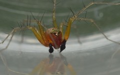 Oxyopes pallidecoloratus