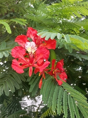 Delonix regia