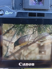 Setophaga kirtlandii