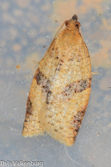 Clepsis siciliana