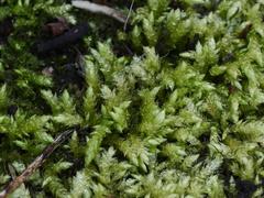 Brachythecium rutabulum