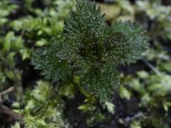 Urtica dioica