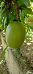 Crescentia
