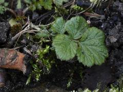Geum urbanum