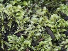 Brachythecium rutabulum