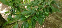 Crescentia
