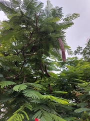 Delonix regia