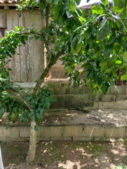 Crescentia