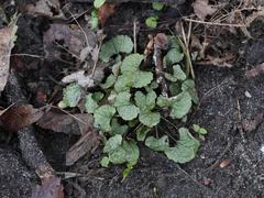 Alliaria petiolata