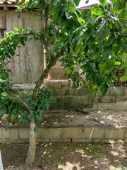 Crescentia