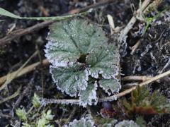 Geum urbanum