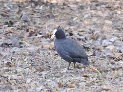 Fulica atra