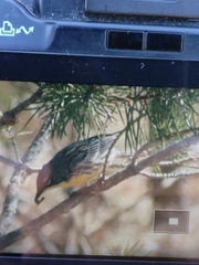 Setophaga kirtlandii