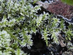 Plagiomnium undulatum