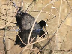 Fulica atra