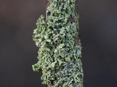 Physcia tenella