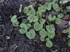 Ficaria verna