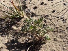 Lupinus nipomensis