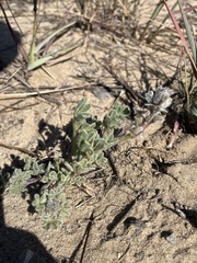 Lupinus nipomensis