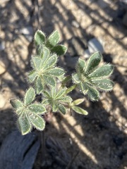 Lupinus nipomensis