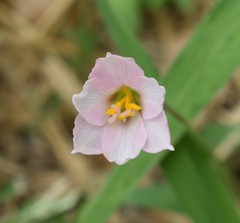 Zephyranthes robusta