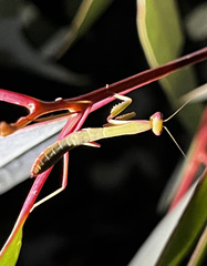 Trachymantis dentifrons