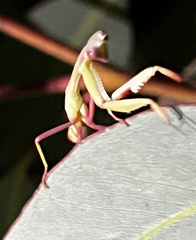Trachymantis dentifrons