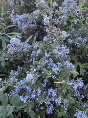 Ceanothus impressus