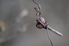 Neolasioptera vitinea
