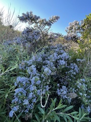 Ceanothus impressus