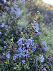 Ceanothus impressus
