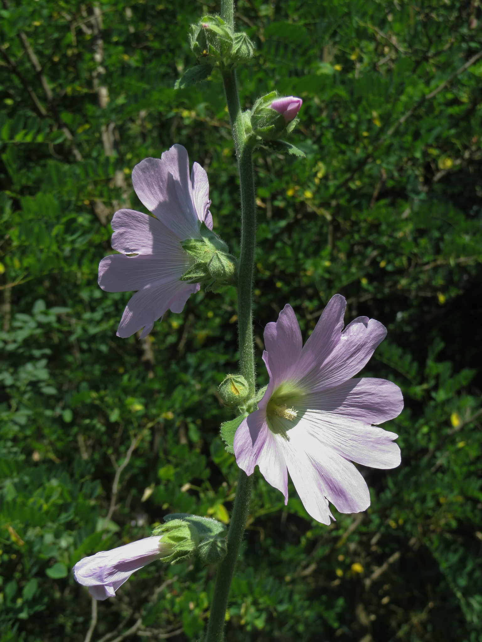 Hollyhock (Alcea rosea) · iNaturalist