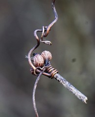 Neolasioptera vitinea