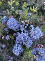 Ceanothus impressus