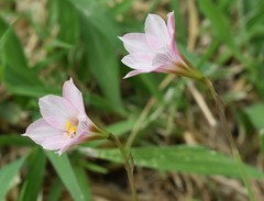 Zephyranthes robusta