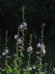 Alcea biennis